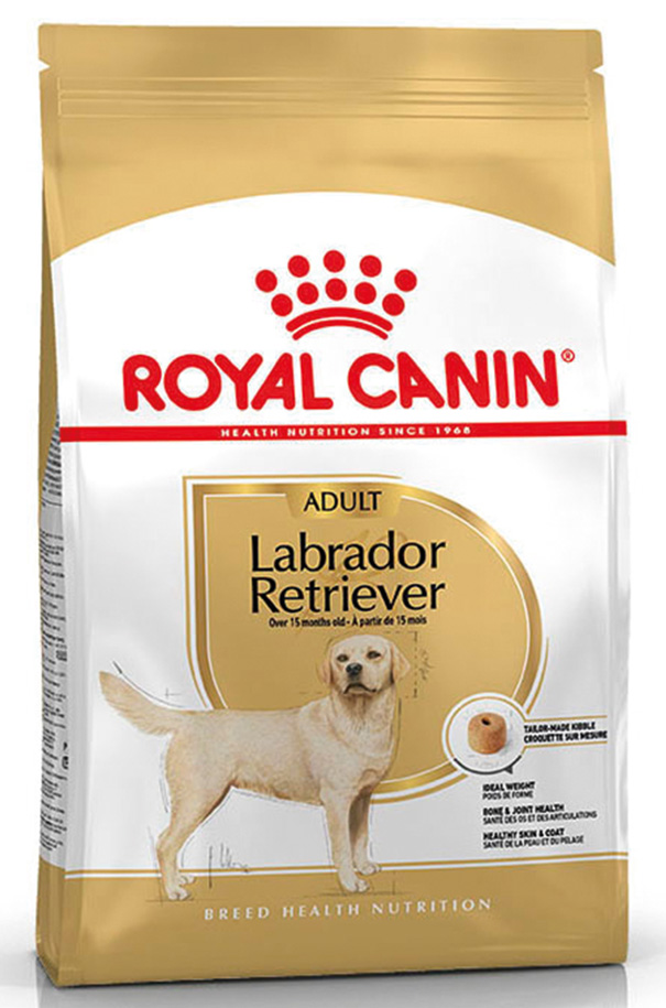 BHN Labrador RetrieverAdult