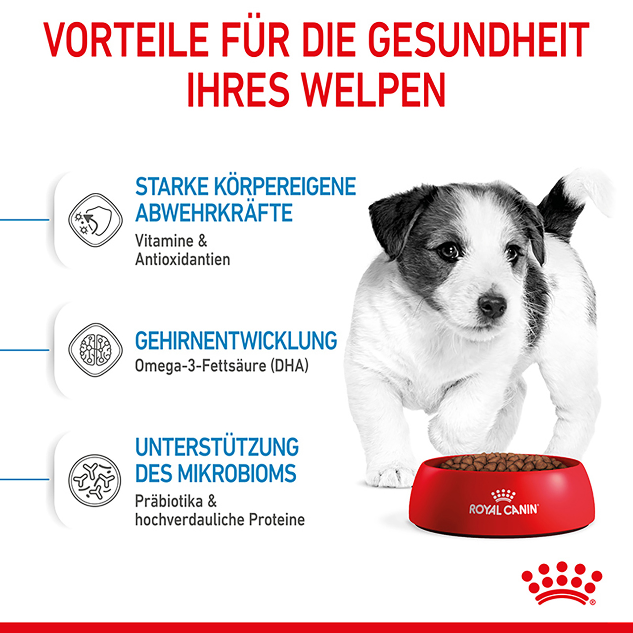 Royal Canin - SHN Mini Puppy - 6