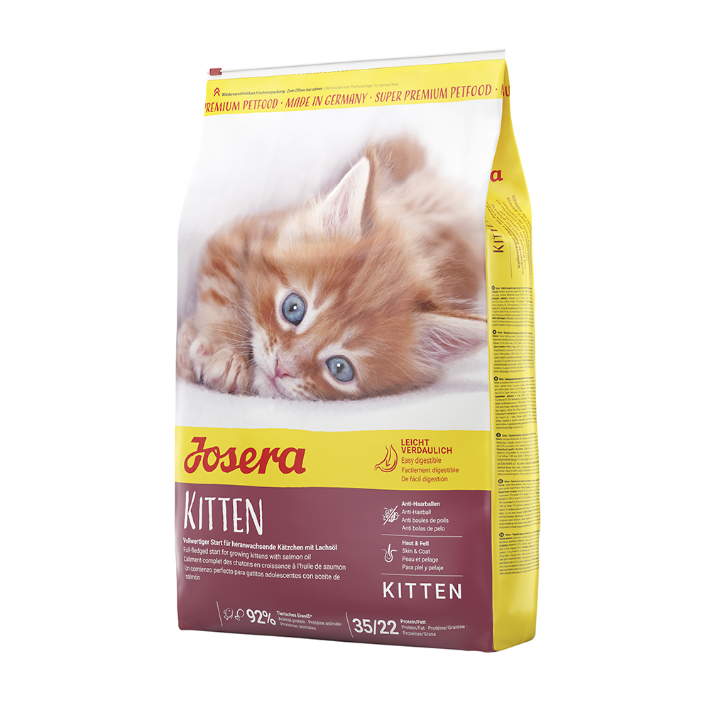 Kitten