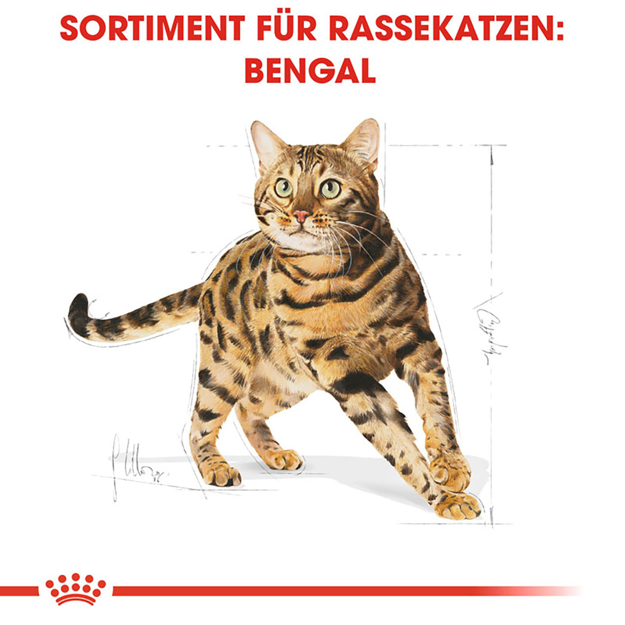 Royal Canin - FBN Bengal Adult - 1 x 10kg - 2