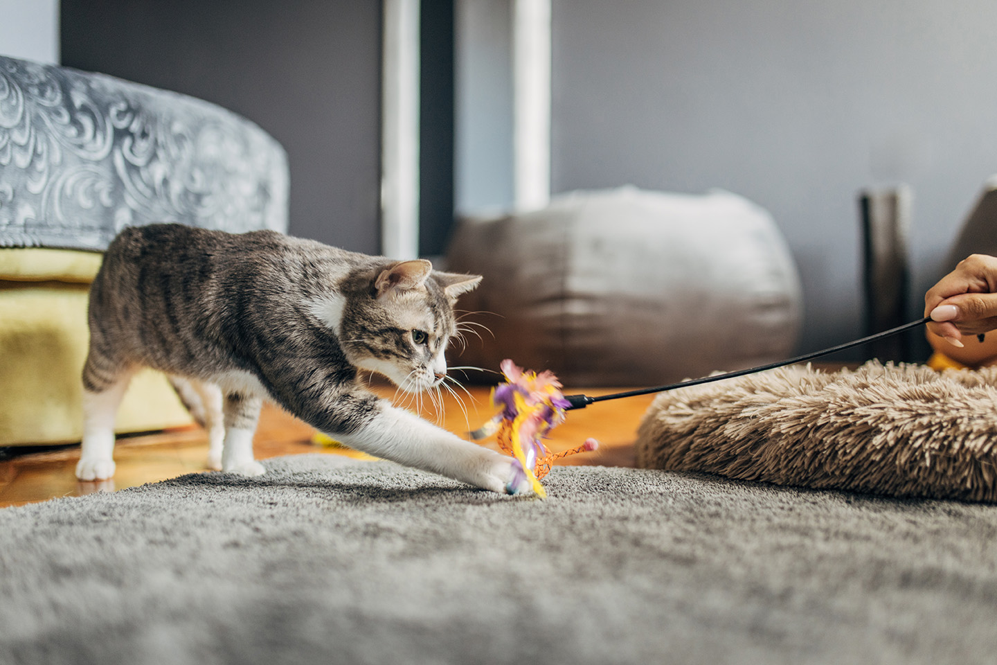 Hauskatze beschäftigen