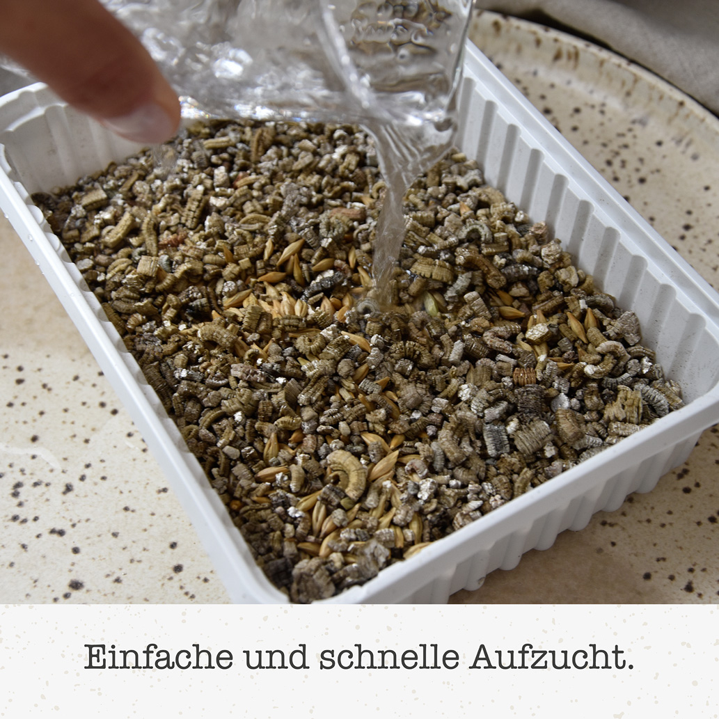 GimCat - Katzengras - 12 x 150g - 2