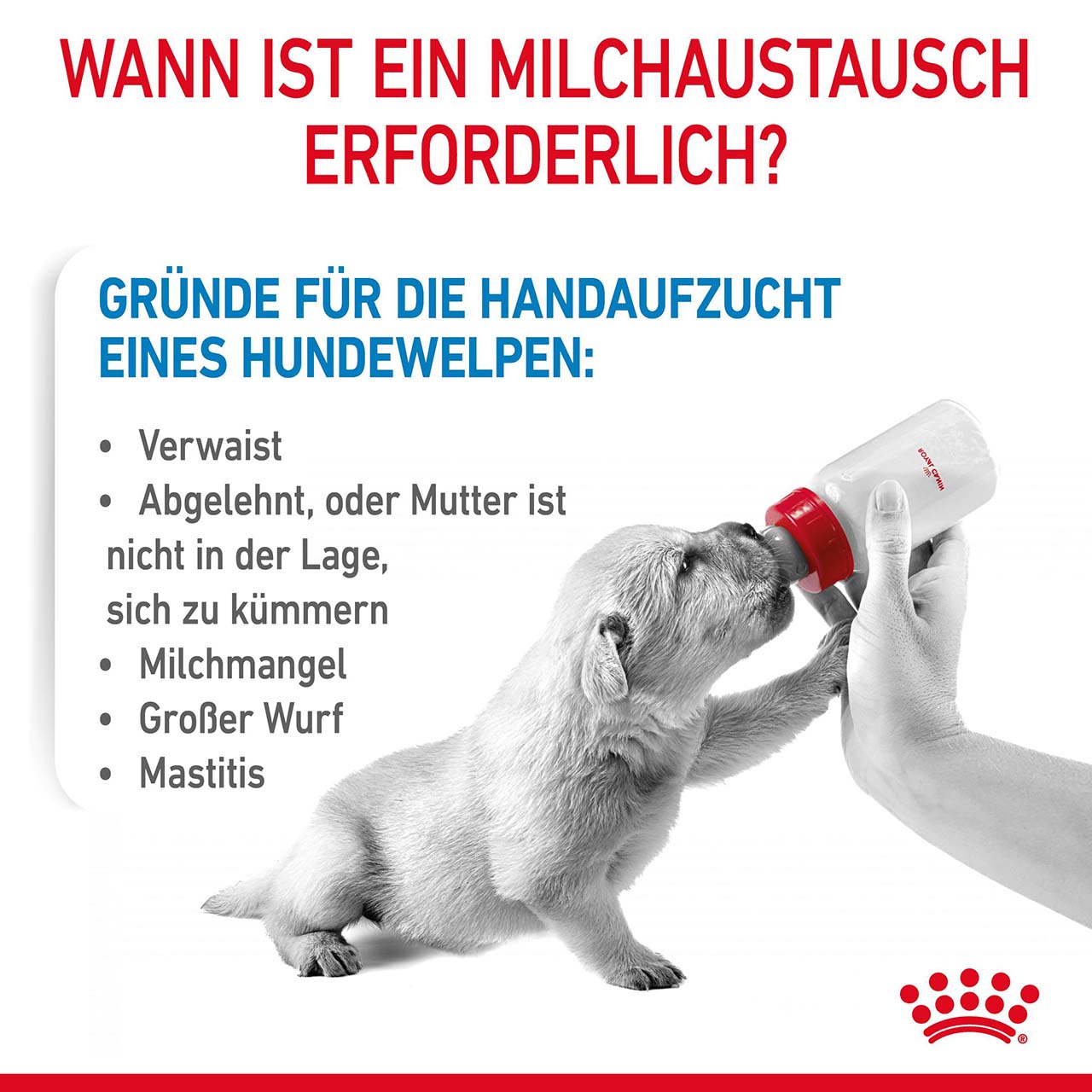 Royal Canin - Babydog Milk - 3