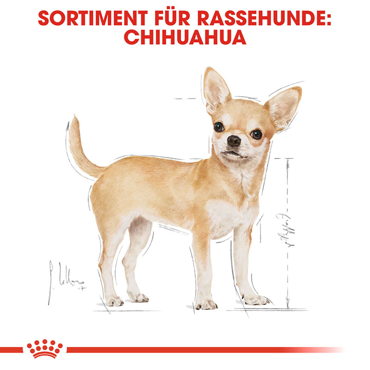 Royal Canin - BHN Chihuahua Adult - 1 x 3kg - 2