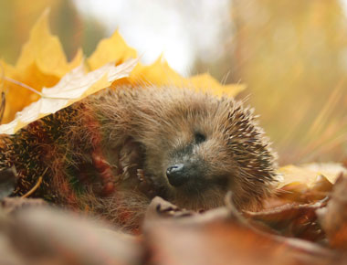 igel-im-laub-winterschlaf