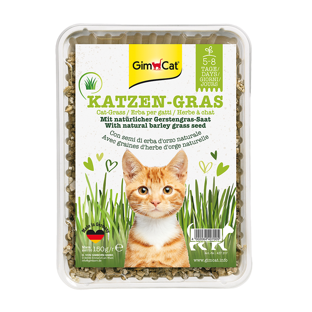 Katzengras