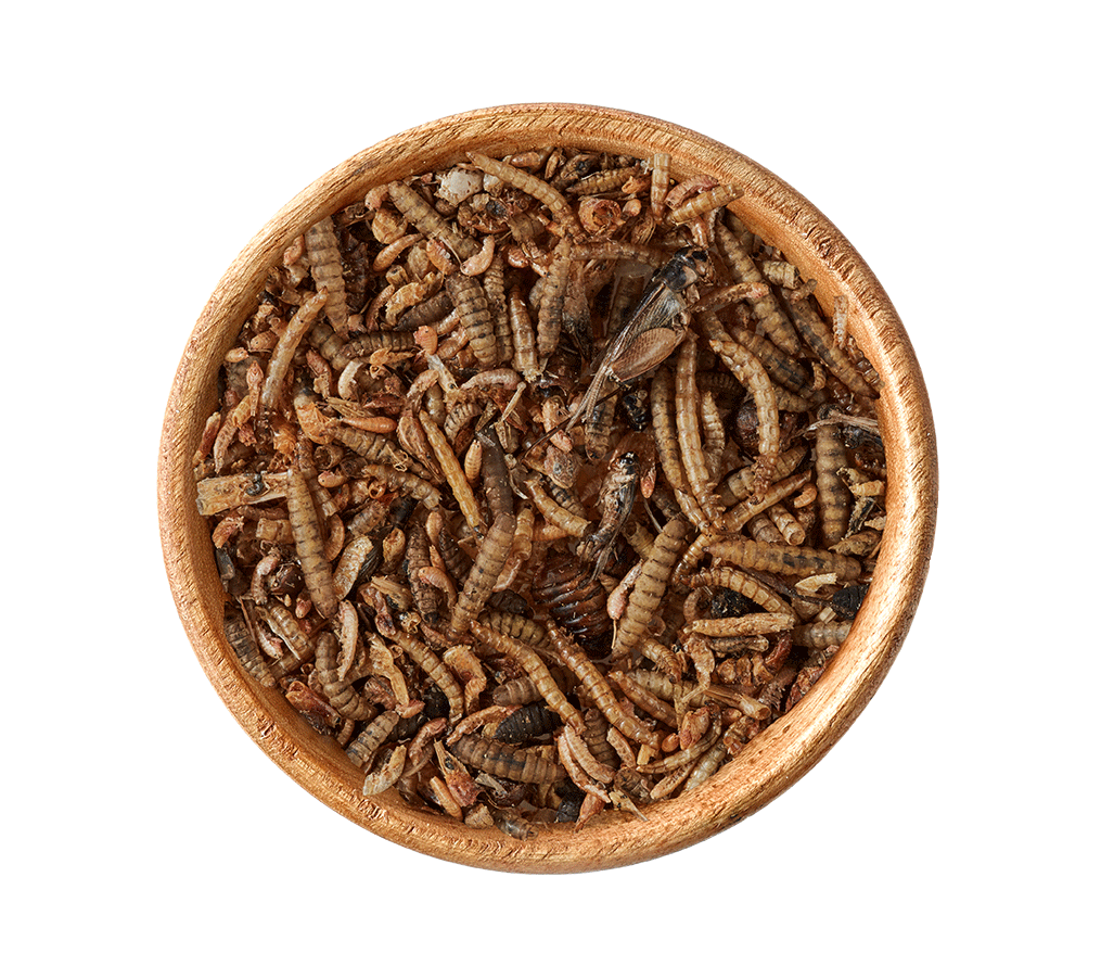 elles-Insekten-Mix-in-Schale elles-Insekten-Mix-in-Schale