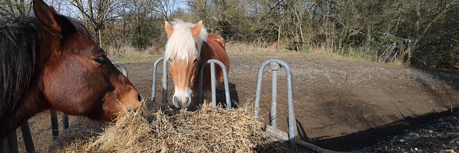 Pferde fressen Raufutter