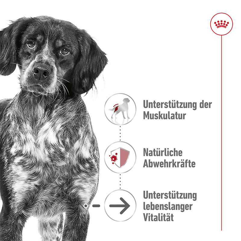 Royal Canin - SHN MediumAgeingLoafCan - 2