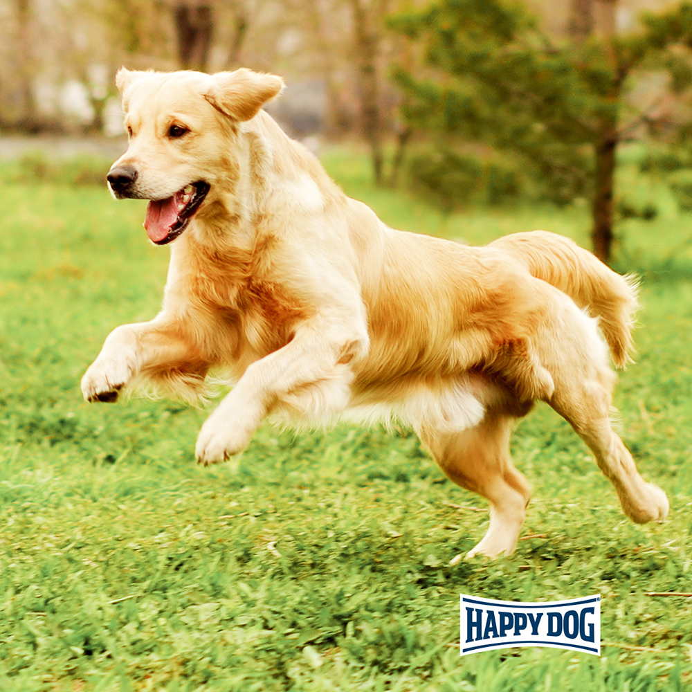 Happy Dog - Supreme Fit & Vital Maxi Adult - 1 x 14 kg - 4