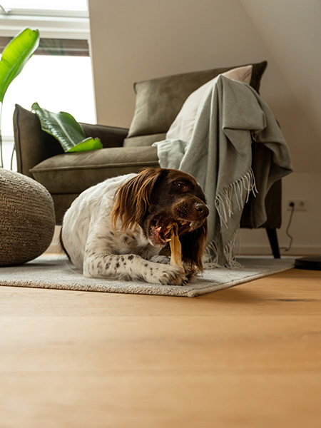 kleiner-münsterländer-hund-auf-teppich-mit-kauknochen