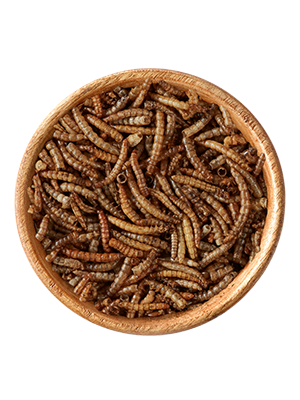 Mehlwürmer 500g