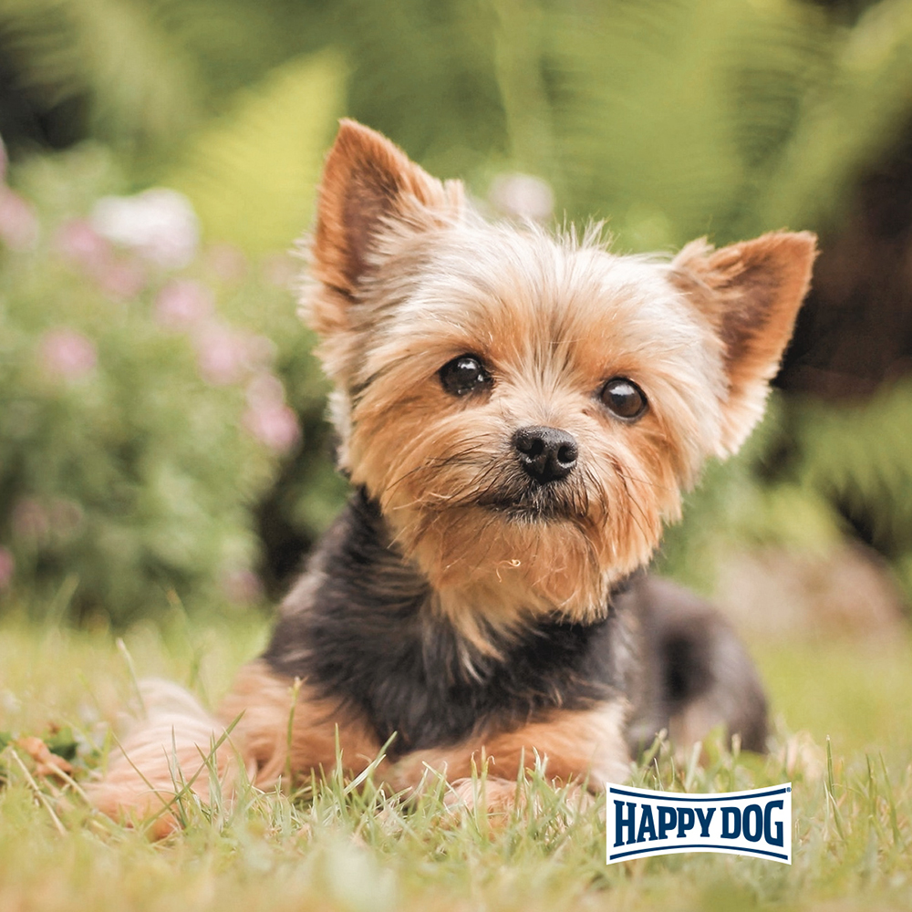 Happy Dog - Mini fit&vital Puppy - 5