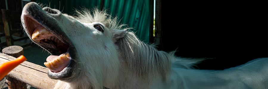 Leckerlis für Pferde