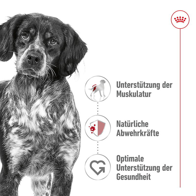 Royal Canin - SHN Medium AdultLoafCan - 2