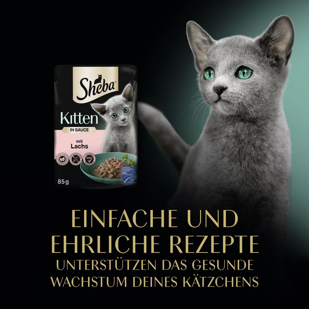 Sheba - Kitten mit Lachs in Sauce - 4