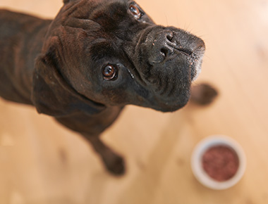 hund-boxer-mit-gefülltem-napf-schaut-nach-oben