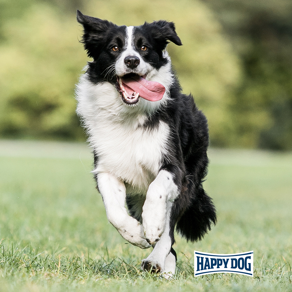 Happy Dog - Supreme Fit & Vital Medium Adult - 1 x 4 kg - 2