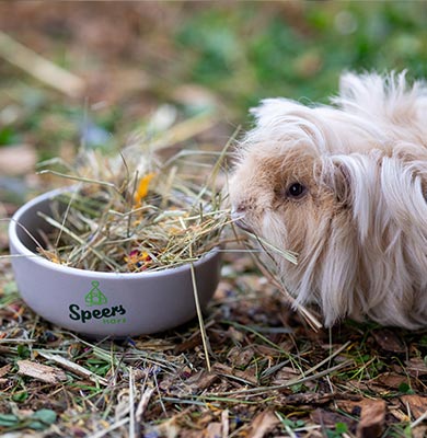 Heu Kaufen Meerschweinchen mit Heu