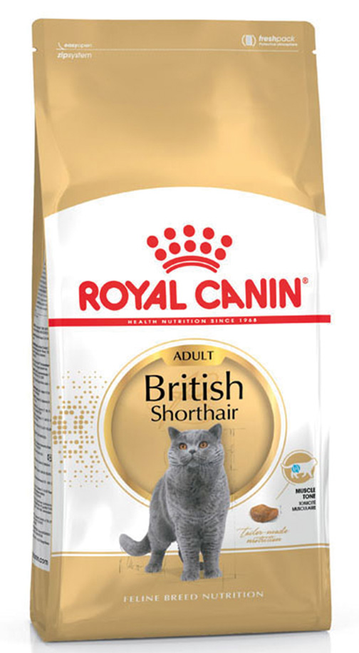 FBN British Shorthair Adult