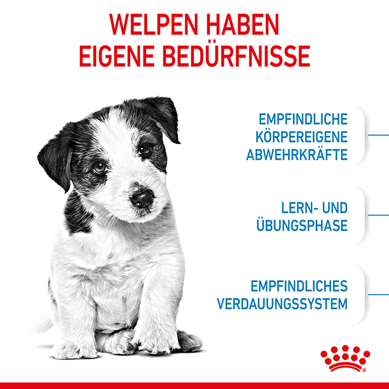 Royal Canin - SHN Mini Puppy - 5