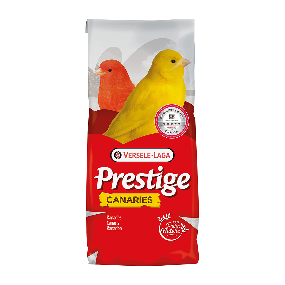 Prestige Kanarien Zucht ohne Rübsen