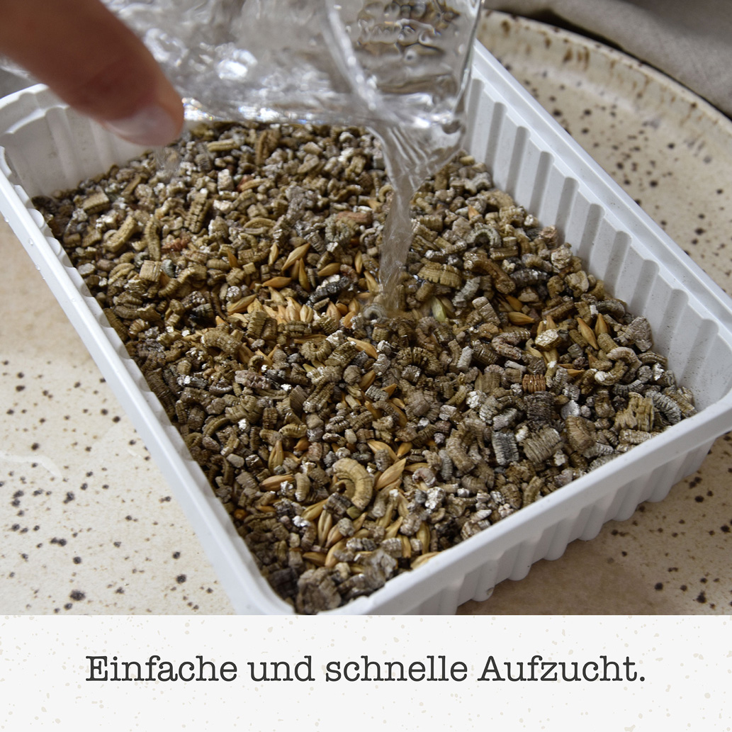 GimCat - Katzengras - 12 x 150g - 4
