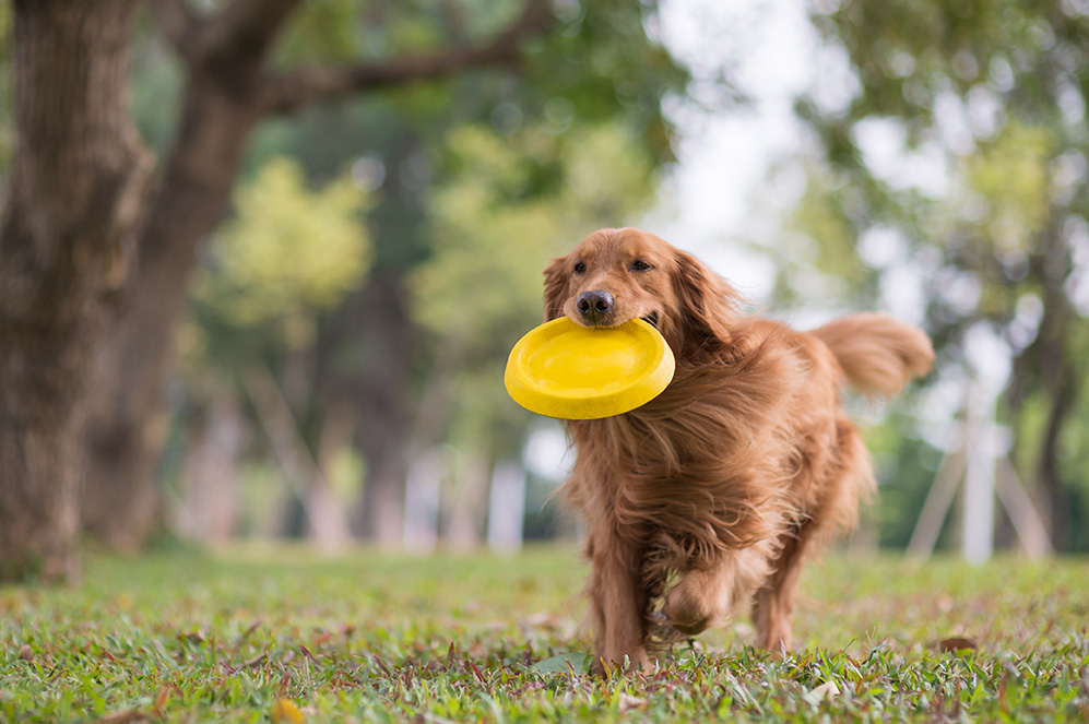 Golden-Retriver-Hund-im-Park-mit-gelber-Frisbee-im-Maul