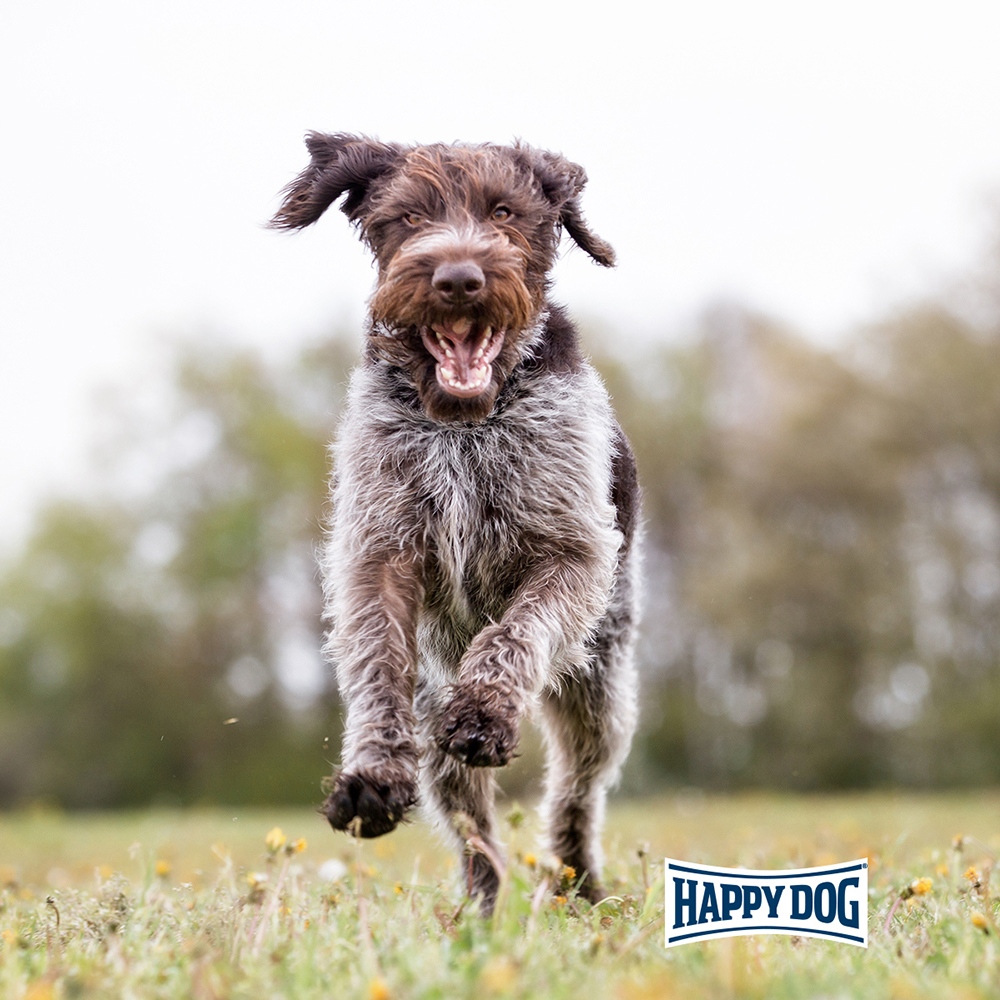 Happy Dog - Supreme Fit & Vital Senior - 1 x 4 kg - 3