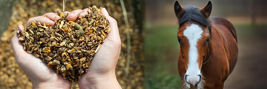 Kraftfutter für Pferde