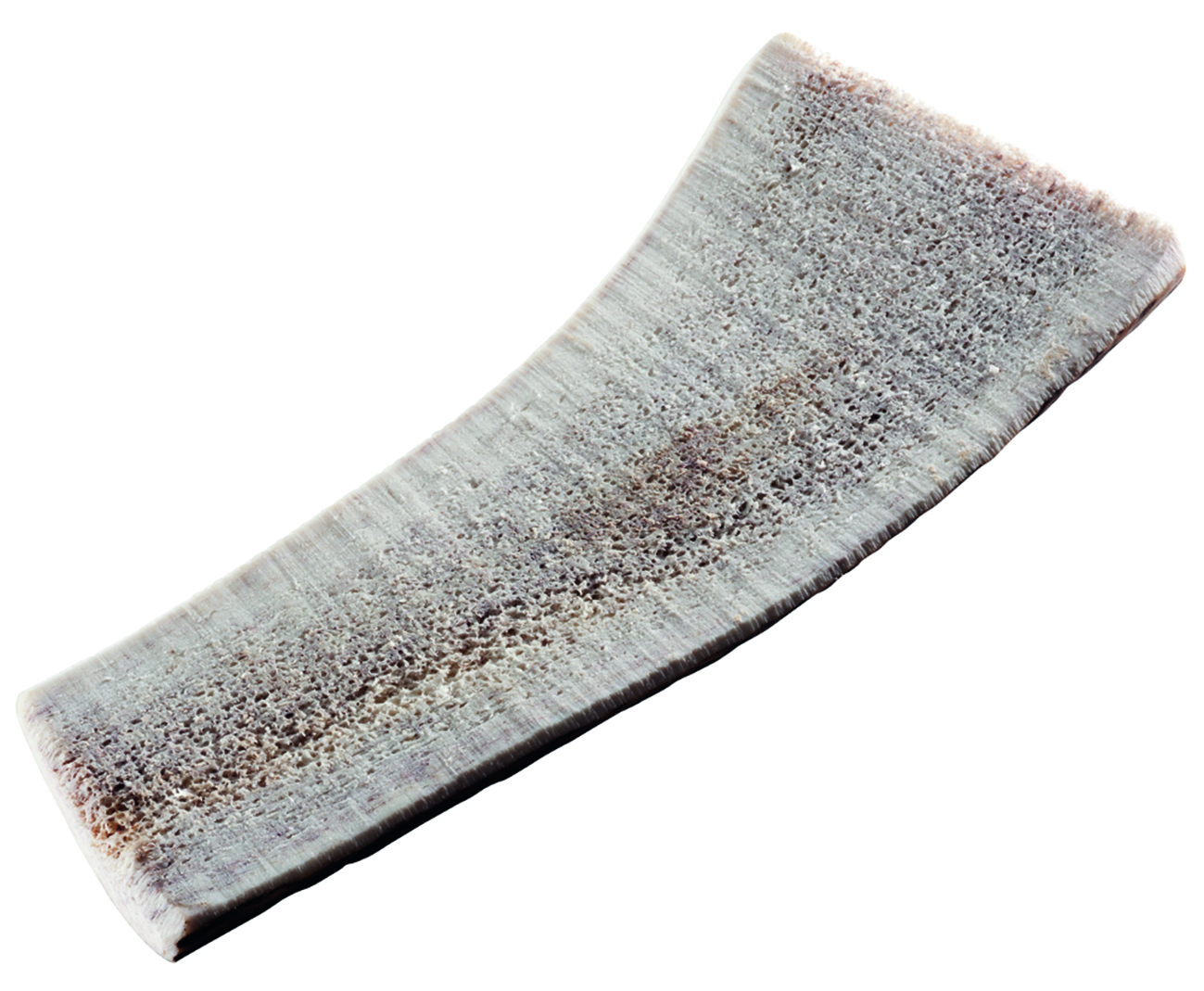 Rothirsch-Geweihstange M halb