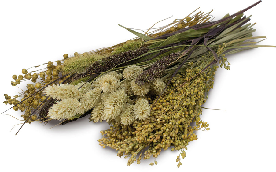 JR Farm - Knabber-Potpourri - 10 x 50 g - 2