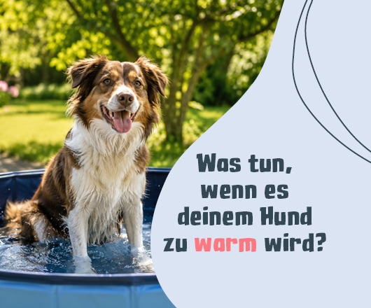 Tipps für den Hitze-Ernstfall!