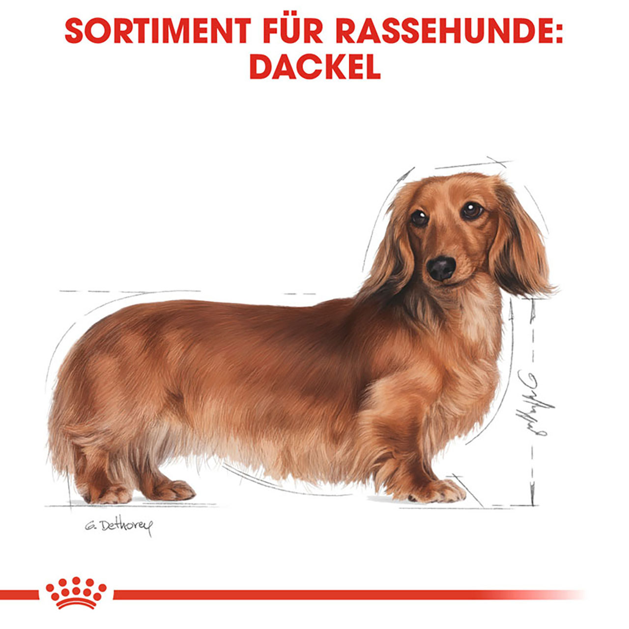 Royal Canin - BHN Dachshund AdultLoaf - 1 x 1,02kg - 2