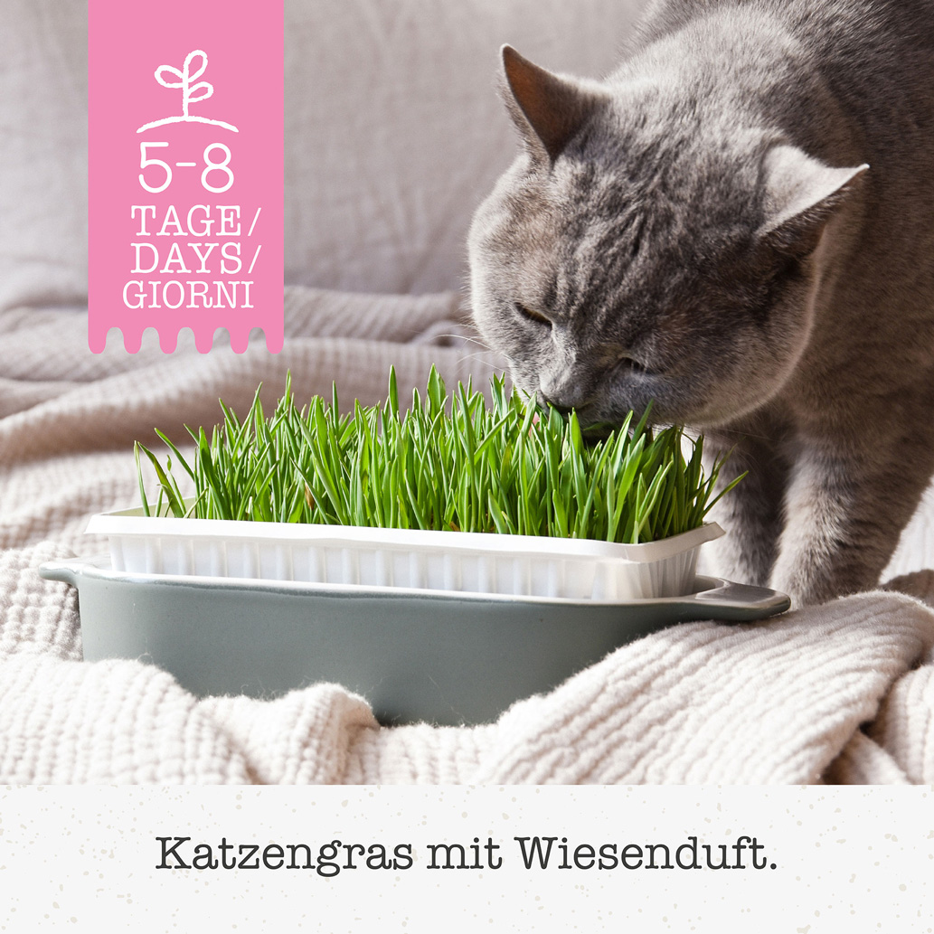 GimCat - Katzengras - 12 x 150g - 3