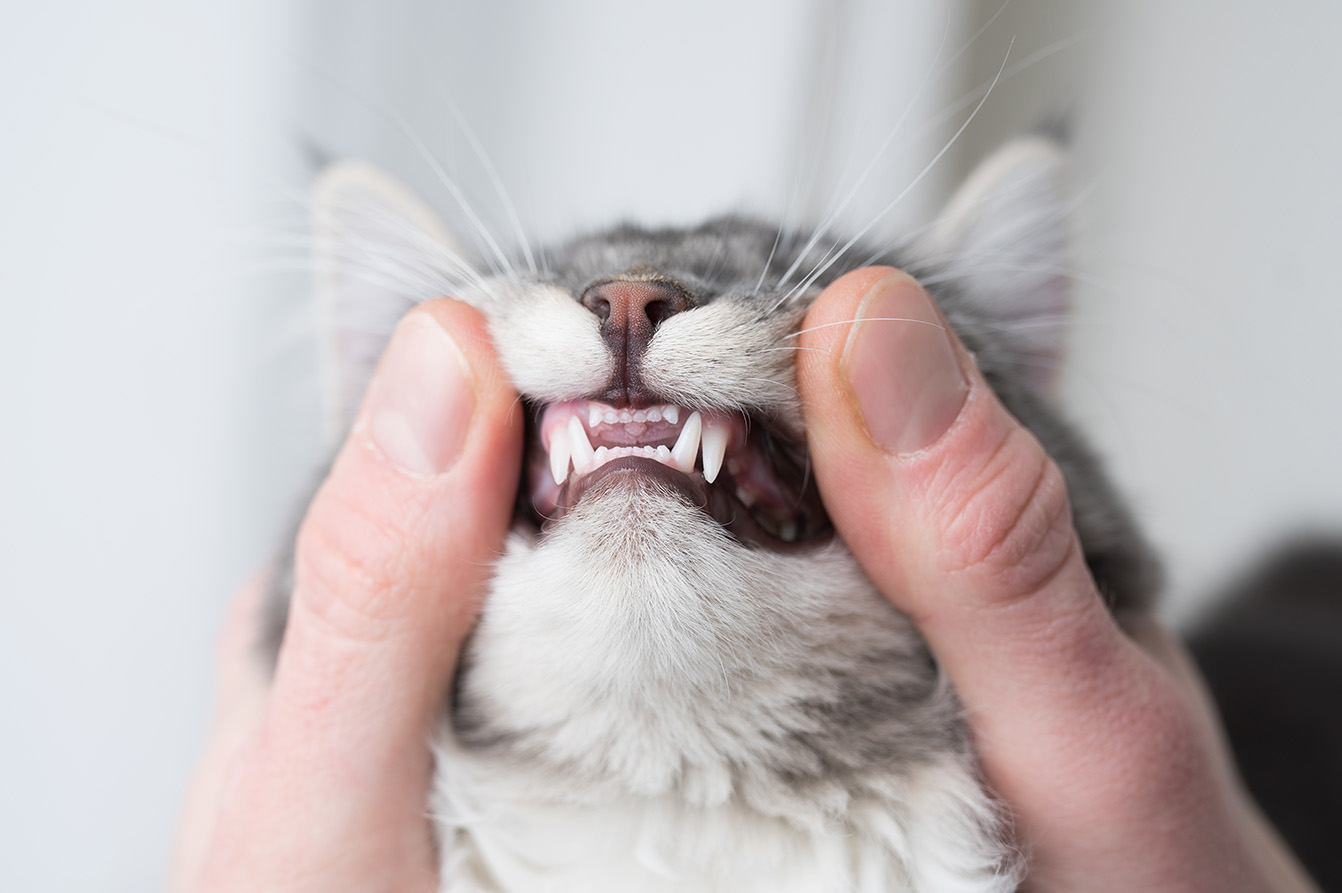 Tipps: Zahnpflege für Katzen