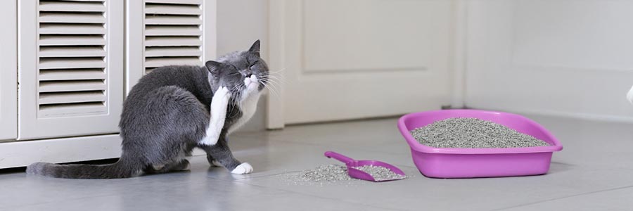 Katze mit sensitiv Katzenstreu