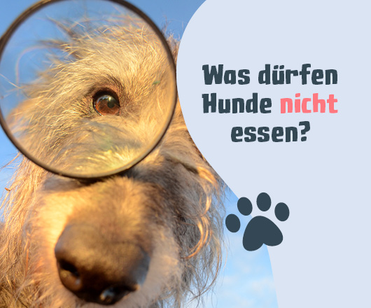 Was darf ein Hund nicht essen?