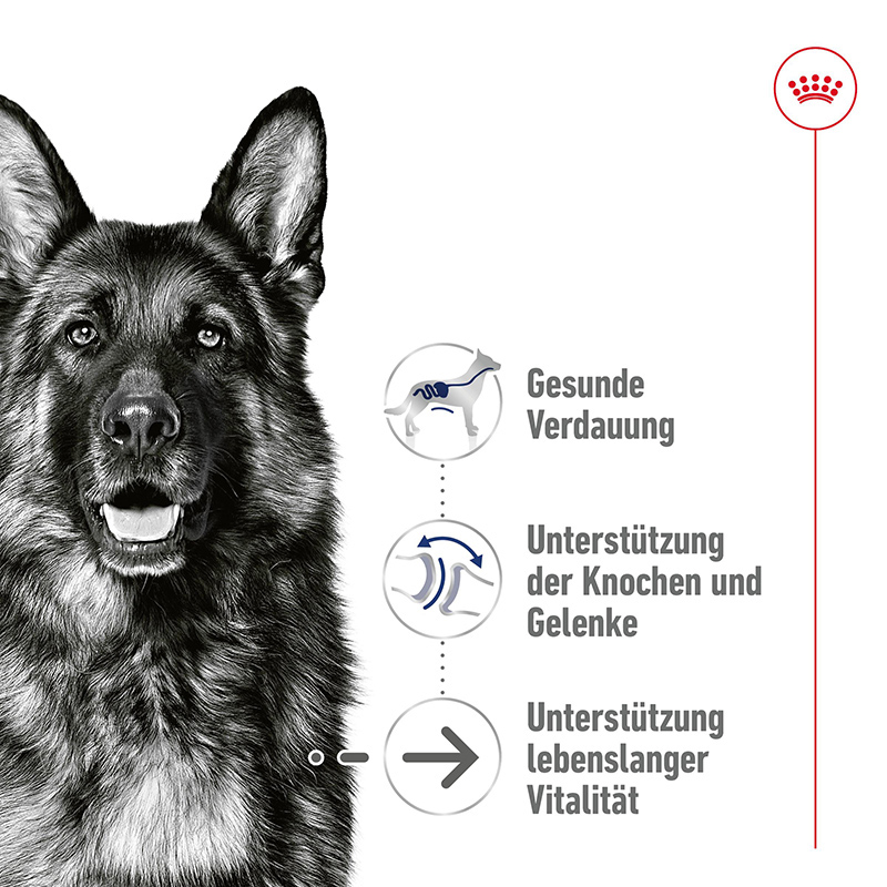 Royal Canin - SHN Maxi Ageing LoafCan - 2