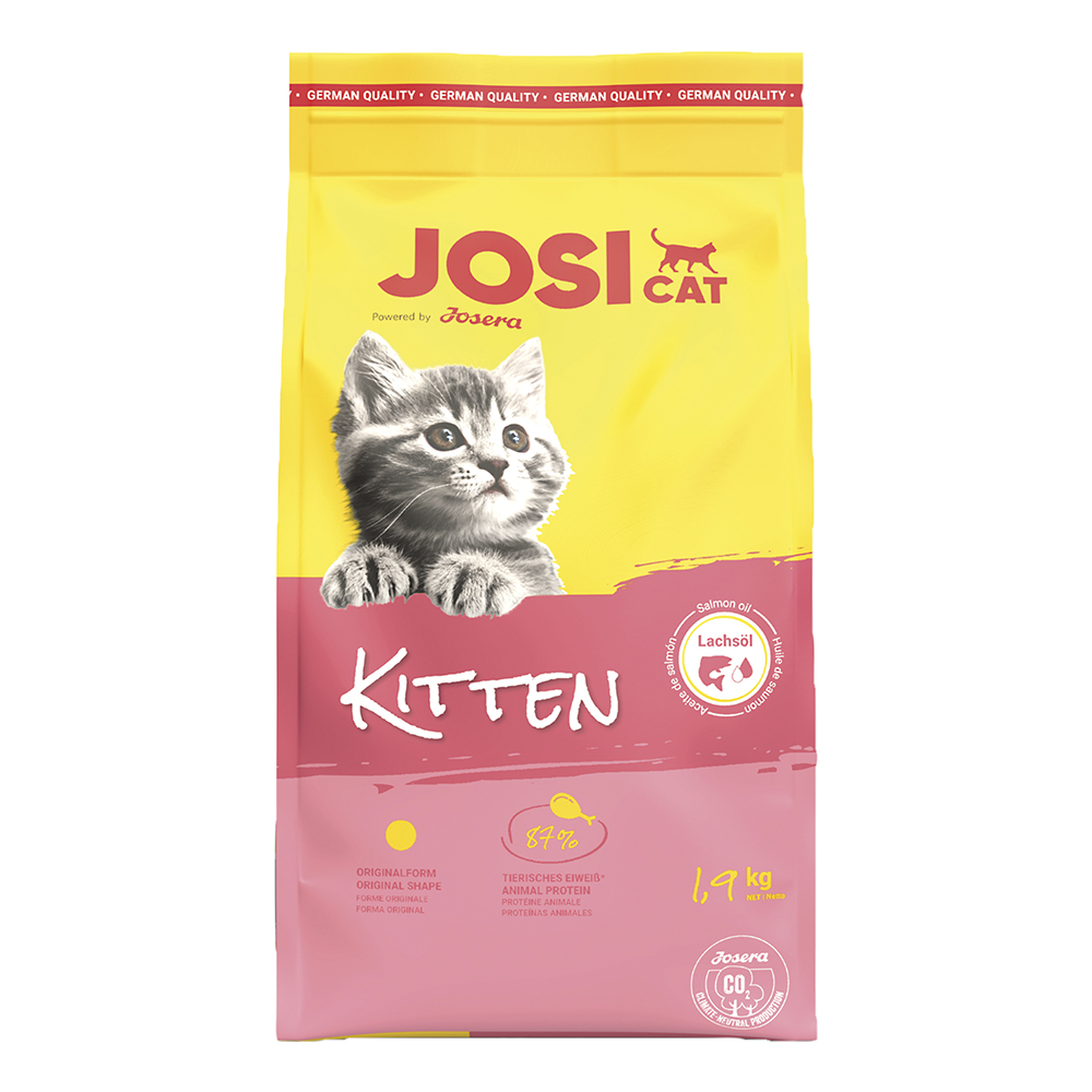 Kitten