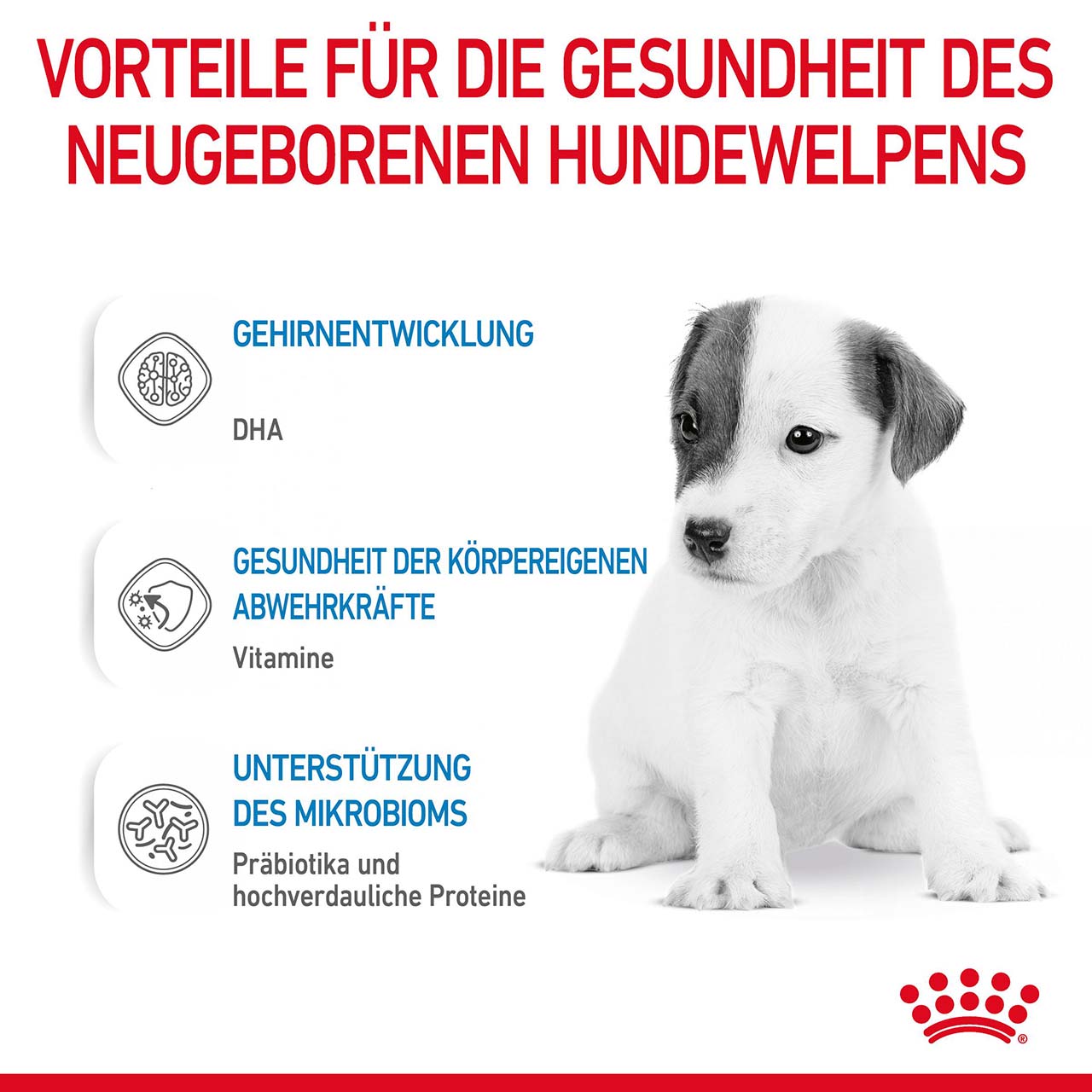 Royal Canin - Babydog Milk - 5