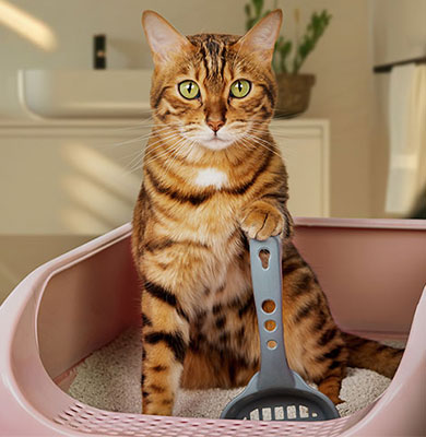 Was ist das beste Katzenstreu -Reatgeber 2025