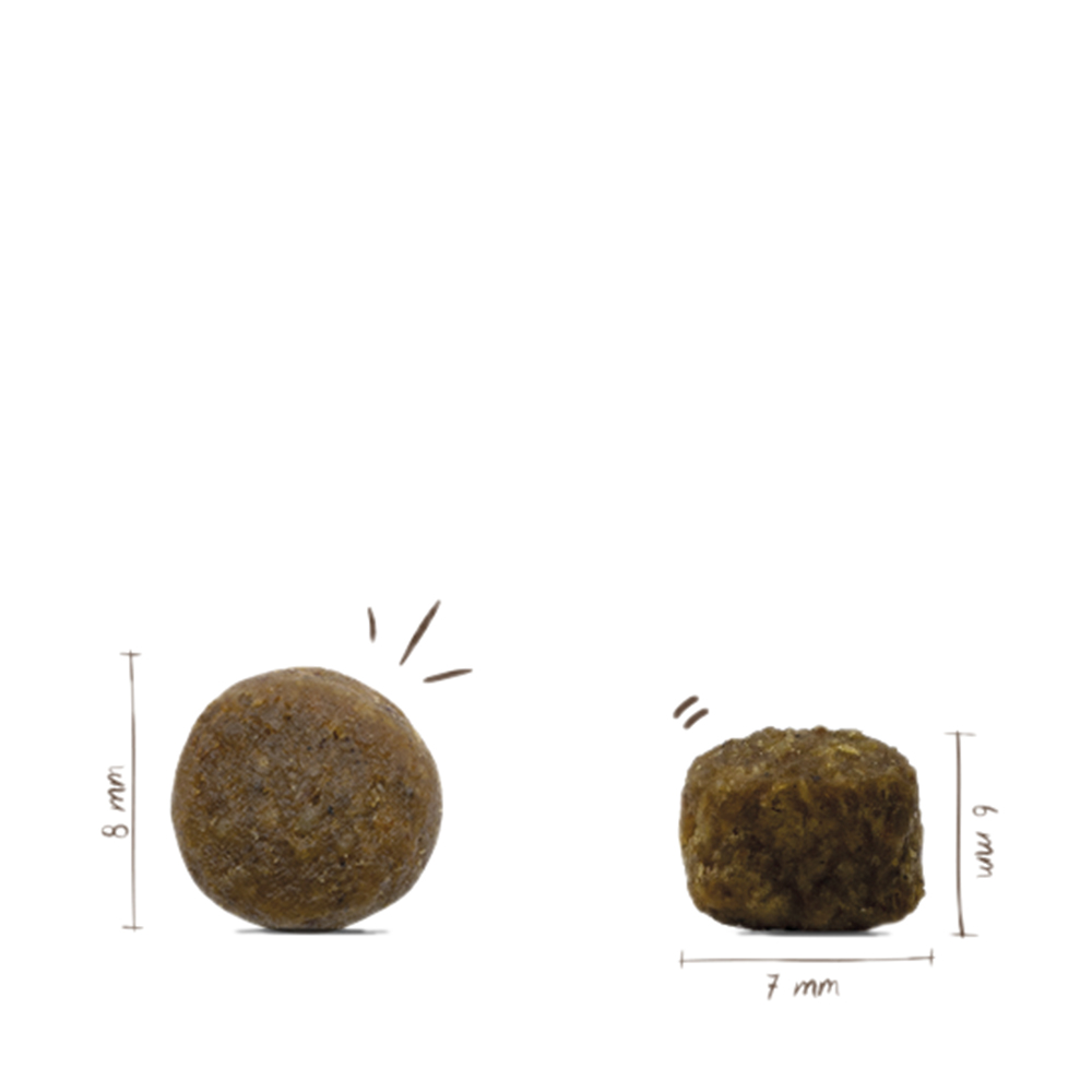 Mini Adult Lamm & Reis