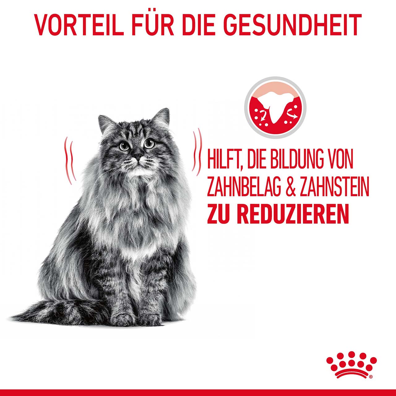 Royal Canin - FCN Dental  Care - 1 x 1,5kg - 5