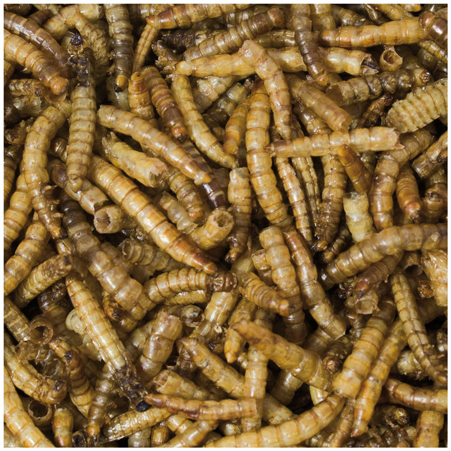 JR Farm - Mehlwürmer - 1 x 70 g - 2