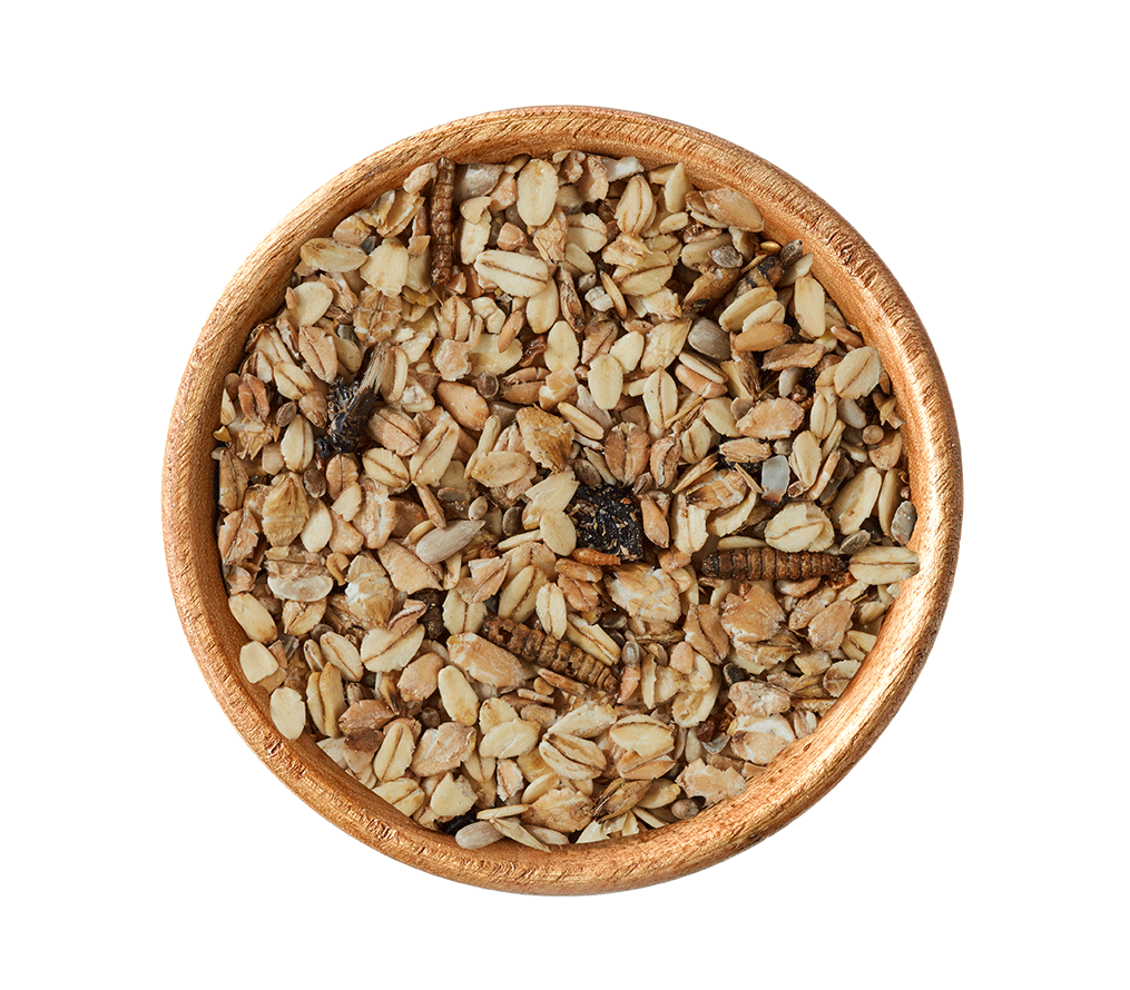 elles-Insekten-Power-in-Schale elles-Insekten-Power-in-Schale