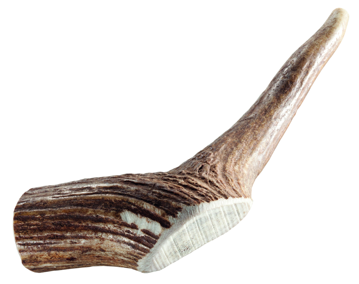 Rothirsch-Geweihstange S