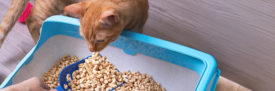 Katze mit klumpendem Streu