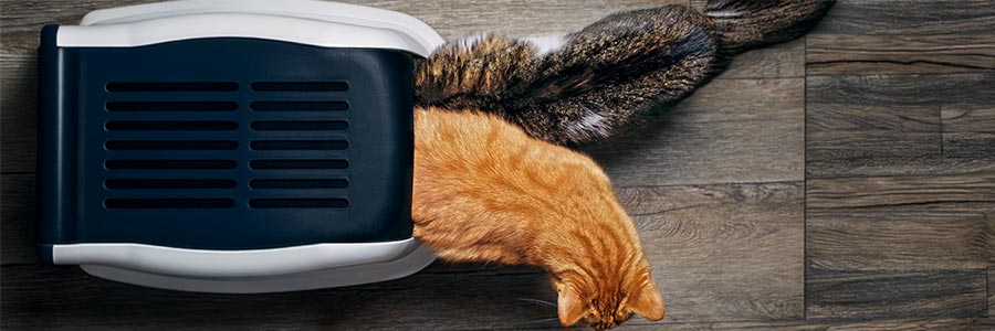 katzentoilette-mehrkatzenhaushalt/> </div><h3></h3><h3><br /></h3><h3>FAQs rund um´s Katzenstreu:</h3> <div> <div> <h4><span style=