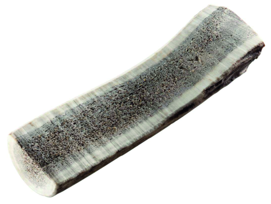 Rothirsch-Geweihstange L halb